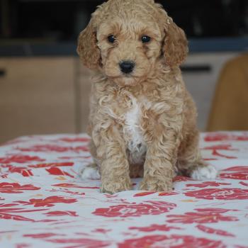 ZADATIS Biscotte Femelle Caniche