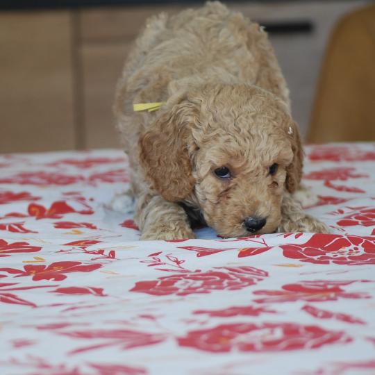 chiot Caniche Caramel et blanche Biscotte Elevage zadatis  caniche , teckel  