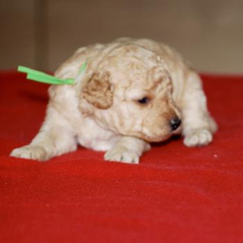 ZADATIS BALI Mâle Caniche