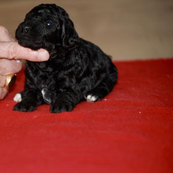 ZADATIS BRASSENS Mâle Caniche