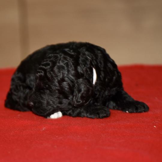 chiot Caniche Elevage zadatis  caniche , teckel  