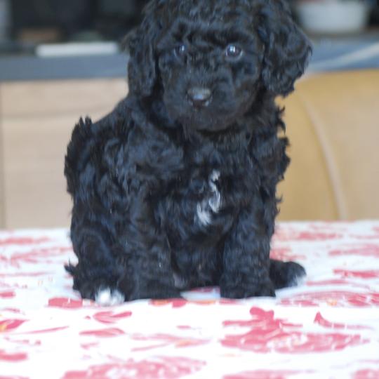 chiot Caniche Noir et blanc BRASSENS Elevage zadatis  caniche , teckel  