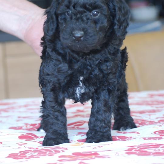 chiot Caniche Noir et blanc BRASSENS Elevage zadatis  caniche , teckel  