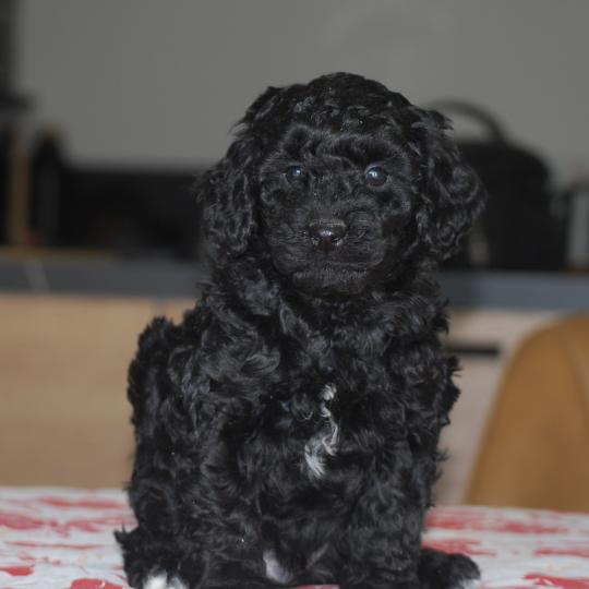 chiot Caniche Noir et blanc BRASSENS Elevage zadatis  caniche , teckel  