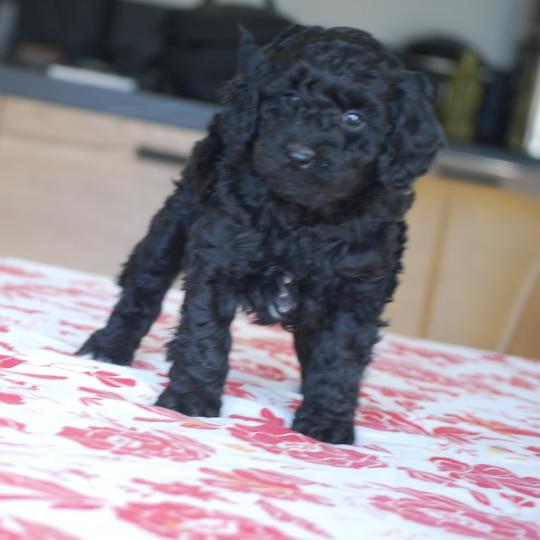 chiot Caniche Noir et blanc BRASSENS Elevage zadatis  caniche , teckel  