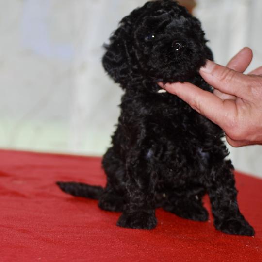 chiot Caniche Noir Brigand Elevage zadatis  caniche , teckel  