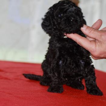 ZADATIS Brigand Mâle Caniche