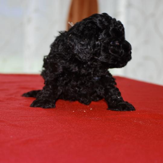 chiot Caniche Noir Brigand Elevage zadatis  caniche , teckel  