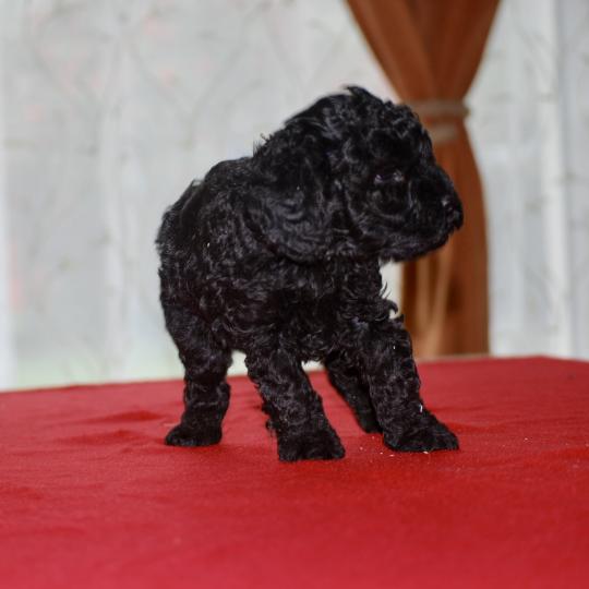 chiot Caniche Noir Brigand Elevage zadatis  caniche , teckel  