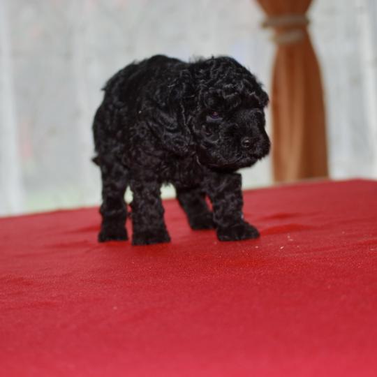 chiot Caniche Noir Brigand Elevage zadatis  caniche , teckel  