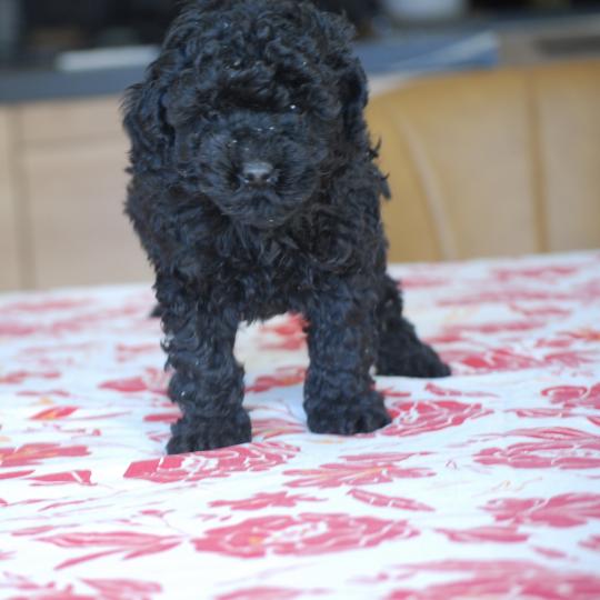 chiot Caniche Noir Brigand Elevage zadatis  caniche , teckel  