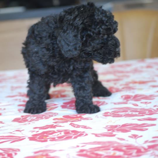 chiot Caniche Noir Brigand Elevage zadatis  caniche , teckel  