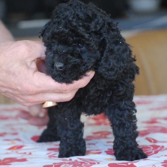 chiot Caniche Noir Brigand Elevage zadatis  caniche , teckel  