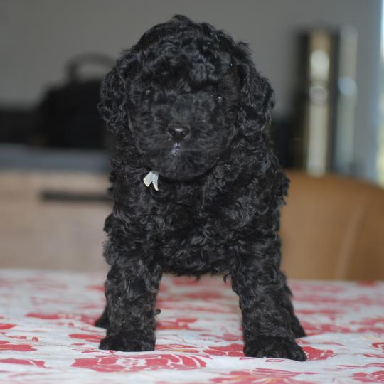 chiot Caniche Noir BISTRO Elevage zadatis  caniche , teckel  