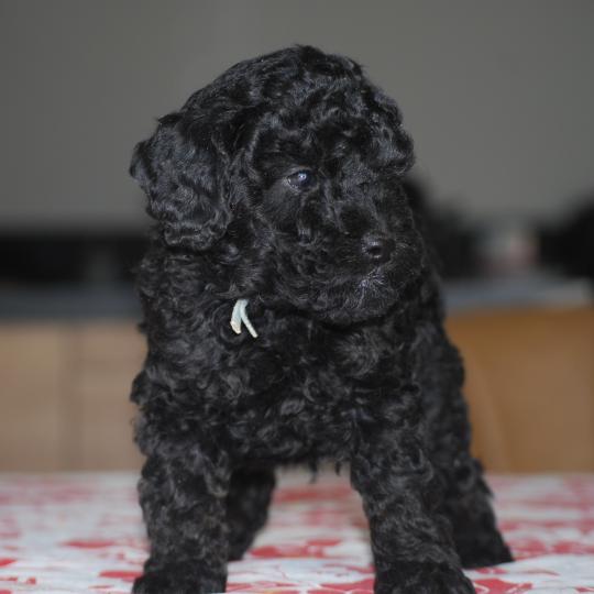 chiot Caniche Noir BISTRO Elevage zadatis  caniche , teckel  