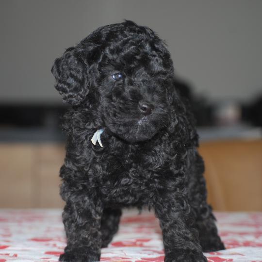 chiot Caniche Noir BISTRO Elevage zadatis  caniche , teckel  