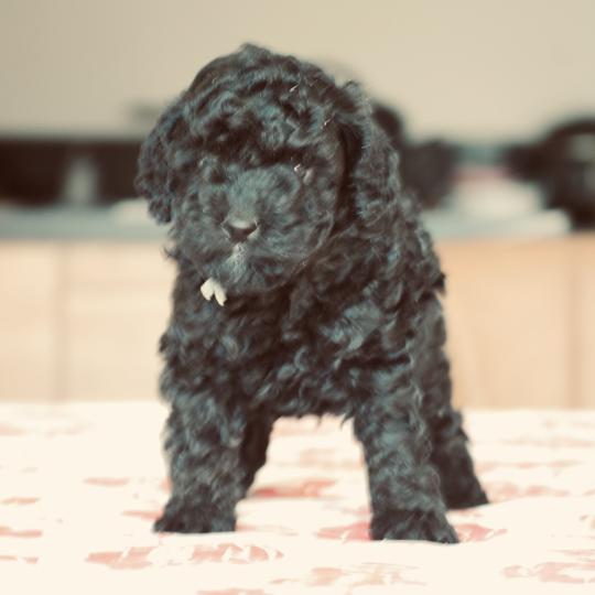 chiot Caniche Noir BISTRO Elevage zadatis  caniche , teckel  