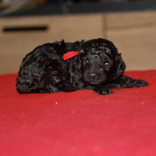 chiot Caniche Noire Bridget Elevage zadatis  caniche , teckel  