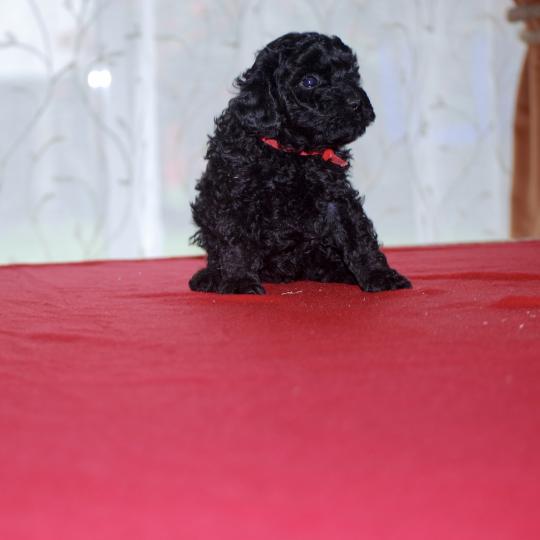 chiot Caniche Noire Bridget Elevage zadatis  caniche , teckel  