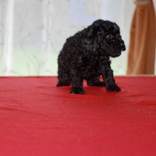 chiot Caniche Noire Bridget Elevage zadatis  caniche , teckel  