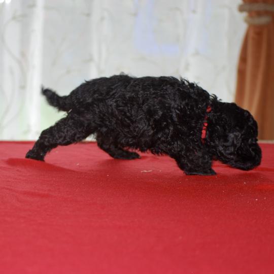 chiot Caniche Noire Bridget Elevage zadatis  caniche , teckel  