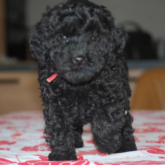 chiot Caniche Noire Bridget Elevage zadatis  caniche , teckel  