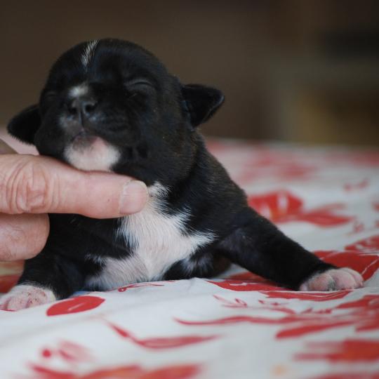 chiot Caniche Noire Bridget Elevage zadatis  caniche , teckel  