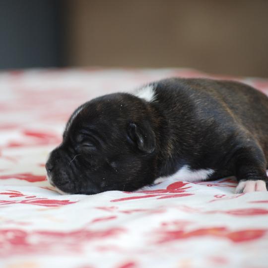 chiot Caniche Noire Bridget Elevage zadatis  caniche , teckel  