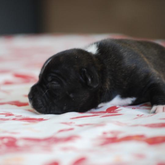 chiot Caniche Noire Bridget Elevage zadatis  caniche , teckel  