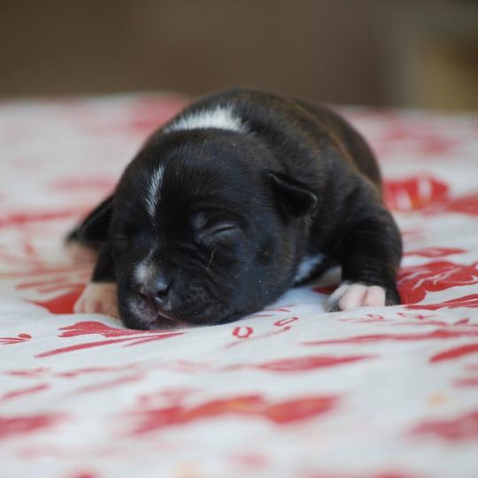 chiot Caniche Noire Bridget Elevage zadatis  caniche , teckel  