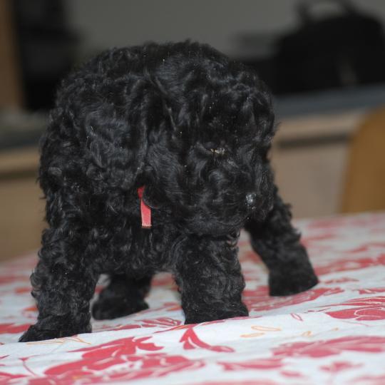 chiot Caniche Noire Bridget Elevage zadatis  caniche , teckel  