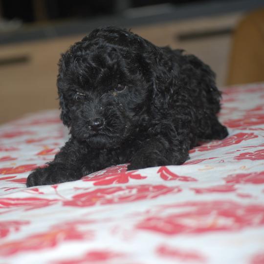 chiot Caniche Noire Bridget Elevage zadatis  caniche , teckel  