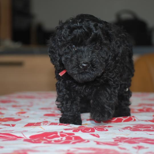 chiot Caniche Noire Bridget Elevage zadatis  caniche , teckel  