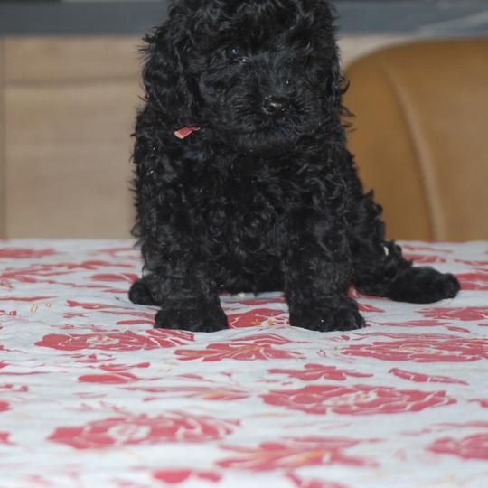 chiot Caniche Noire Bridget Elevage zadatis  caniche , teckel  