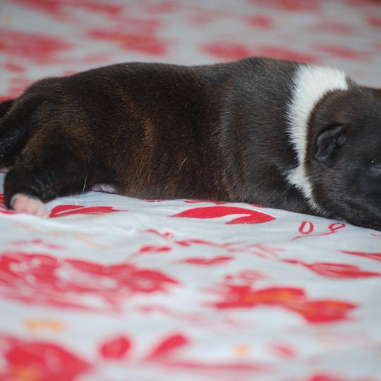 ZADATIS BASKO Mâle Staffordshire bull terrier