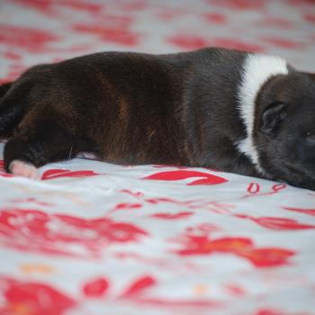 ZADATIS BASKO Mâle Staffordshire bull terrier