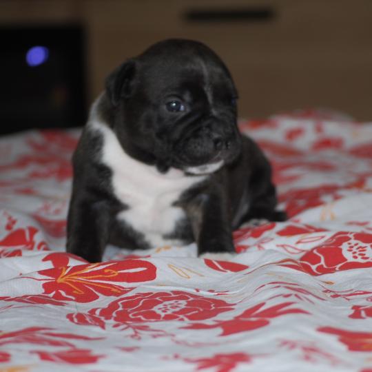 chiot Staffordshire bull terrier Bringé pan blanc BASKO Elevage zadatis  caniche , teckel  