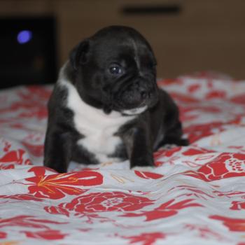 ZADATIS BASKO Mâle Staffordshire bull terrier