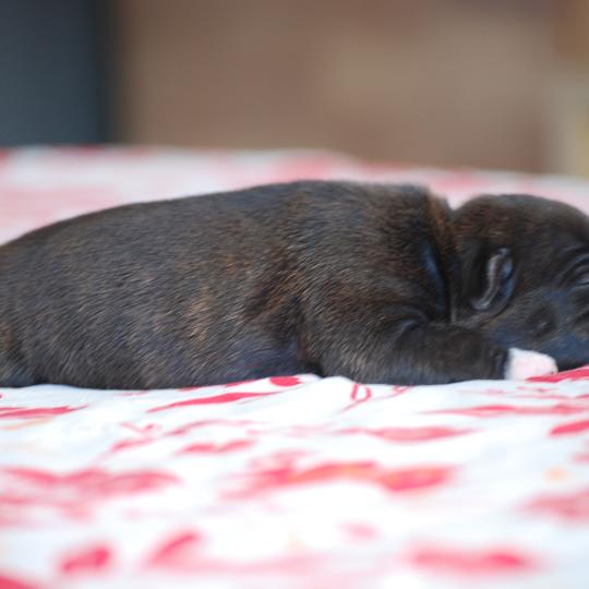 chiot Staffordshire bull terrier Bringé Elevage zadatis  caniche , teckel  