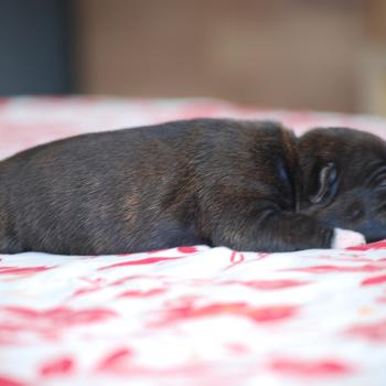 ZADATIS Berkey Mâle Staffordshire bull terrier