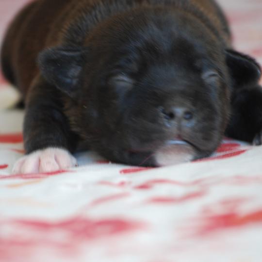 chiot Staffordshire bull terrier Bringé Berkey Elevage zadatis  caniche , teckel  