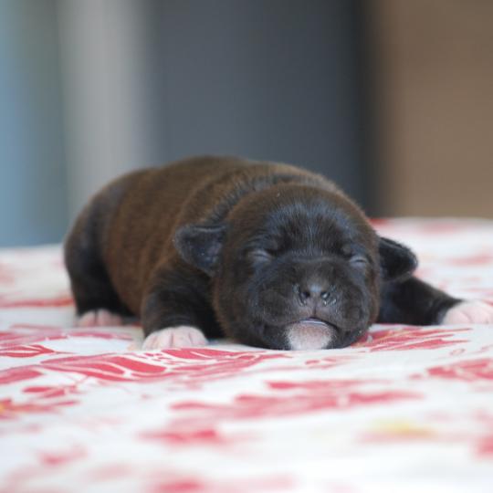 chiot Staffordshire bull terrier Bringé Berkey Elevage zadatis  caniche , teckel  