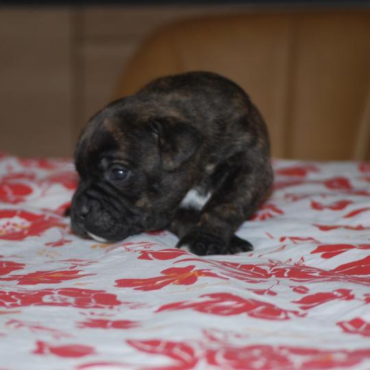chiot Staffordshire bull terrier Bringé Berkey Elevage zadatis  caniche , teckel  