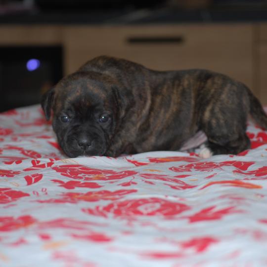 chiot Staffordshire bull terrier Bringé Berkey Elevage zadatis  caniche , teckel  