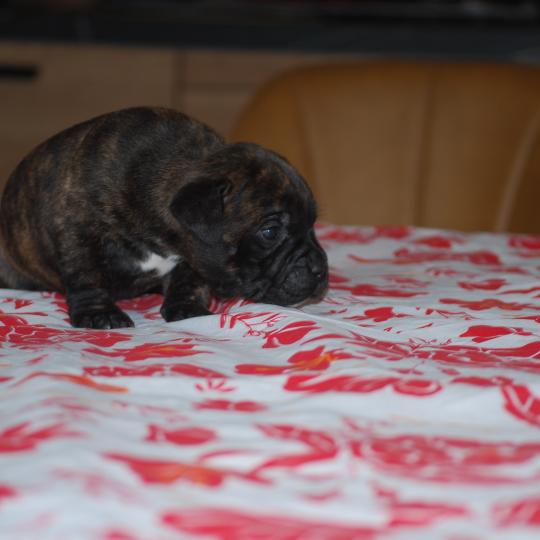 chiot Staffordshire bull terrier Bringé Berkey Elevage zadatis  caniche , teckel  