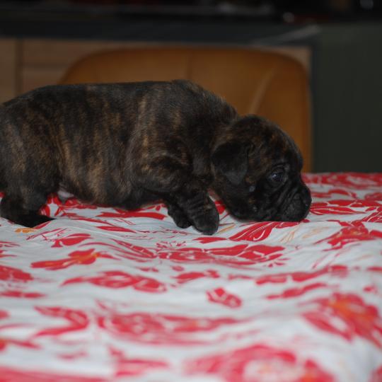 chiot Staffordshire bull terrier Bringé Berkey Elevage zadatis  caniche , teckel  