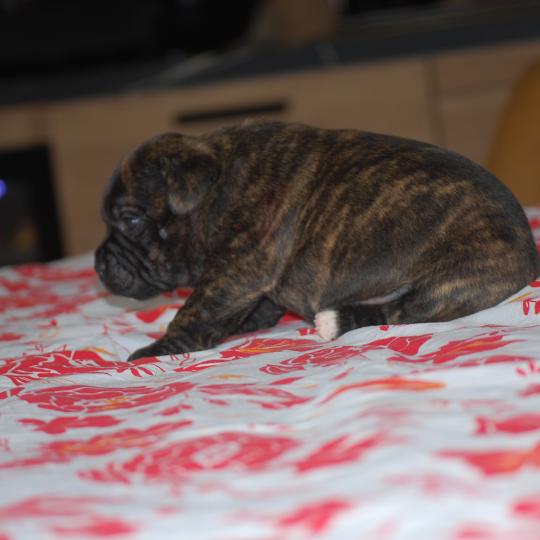 chiot Staffordshire bull terrier Bringé Berkey Elevage zadatis  caniche , teckel  