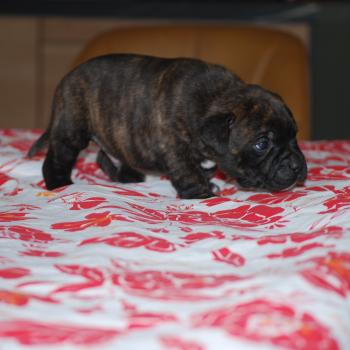 ZADATIS Berkey Mâle Staffordshire bull terrier