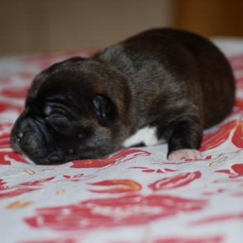 ZADATIS Badi Femelle Staffordshire bull terrier