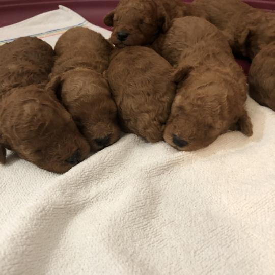 1er chiot (Portée Rhana du moulin de la terrasse ❤ R’boy de zadatis 2026) - Mâle Fauve Mâle Caniche